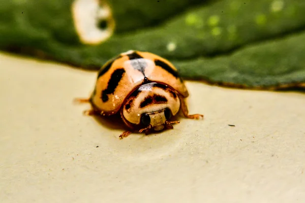 Ladybird bahçede yeşil yaprak üzerinde — Stok fotoğraf