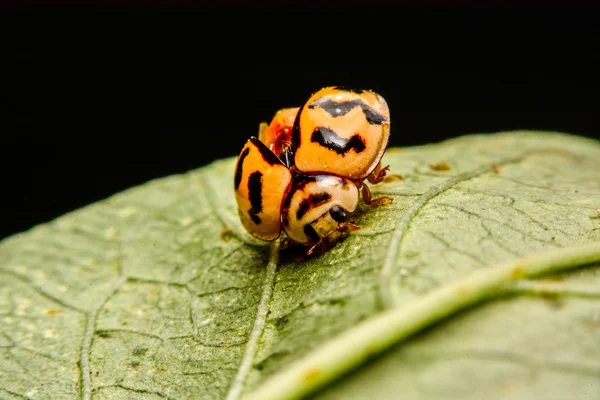 Lieveheersbeestje op groene blad in de tuin — Stockfoto