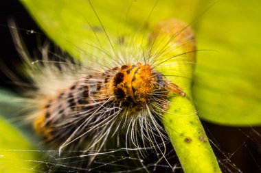tırtıl yeme yeşil yaprakları