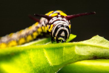 Yeşil yaprakları anahtar kelimeler hayvan