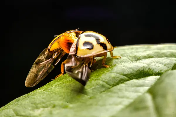 Ladybird on green leaf in the garden — Stock Photo, Image