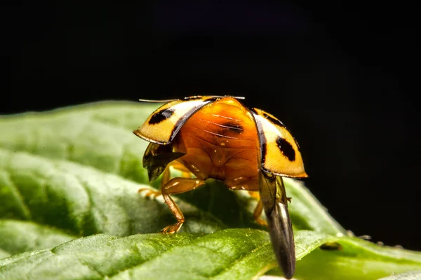 Lieveheersbeestje op groene blad in de tuin — Stockfoto