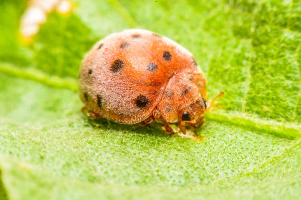 Lieveheersbeestje op groene blad in de tuin — Stockfoto