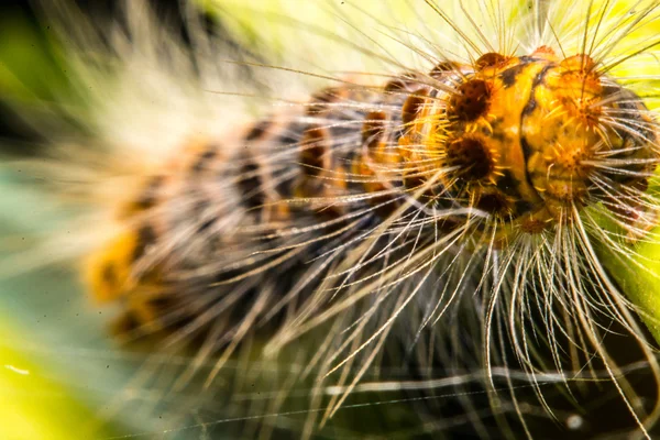 Larv som äter grönt blad — Stockfoto