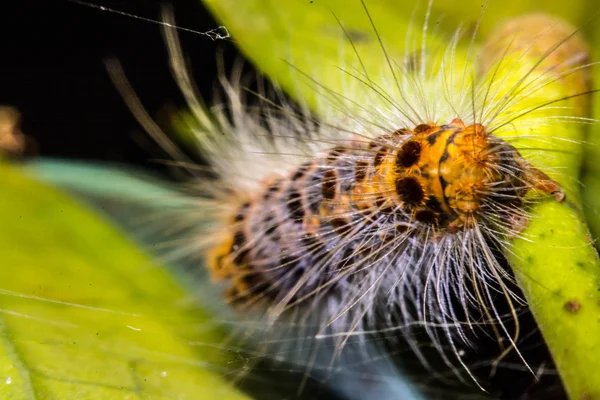 Caterpillar spise grønne blade - Stock-foto