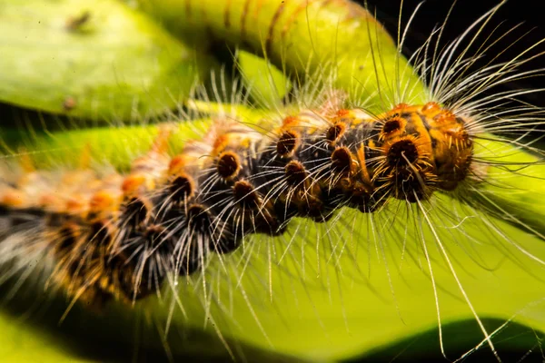 Larv som äter grönt blad — Stockfoto