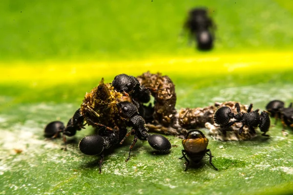 Schwarze Ameise — Stockfoto