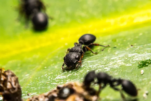 Hormiga negra — Foto de Stock