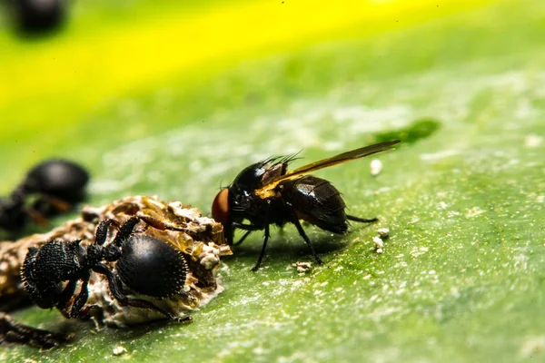 Hormiga negra — Foto de Stock