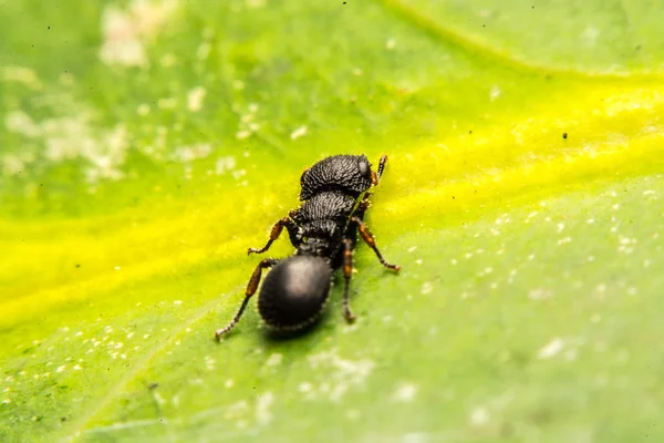 Zwarte ant — Stockfoto