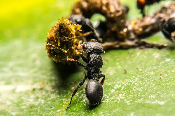 Hormiga negra — Foto de Stock