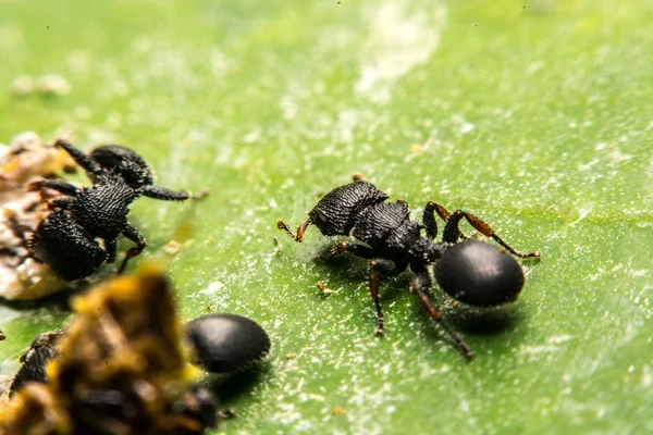 Чёрный муравей — стоковое фото