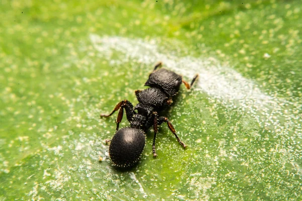 Чёрный муравей — стоковое фото