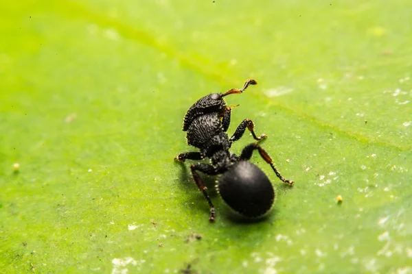 Hormiga negra — Foto de Stock