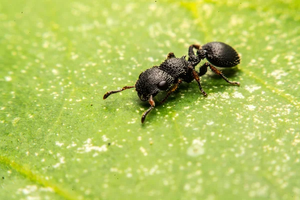 Black Ant — Stock Photo, Image