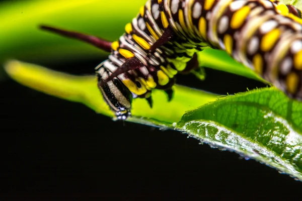 Green leaves Keywords animal — Stock Photo, Image