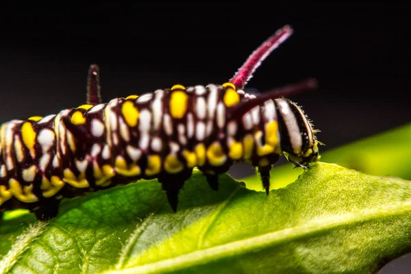 Hojas verdes Palabras clave animal —  Fotos de Stock