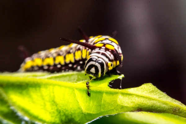 Green leaves Keywords animal — Stock Photo, Image