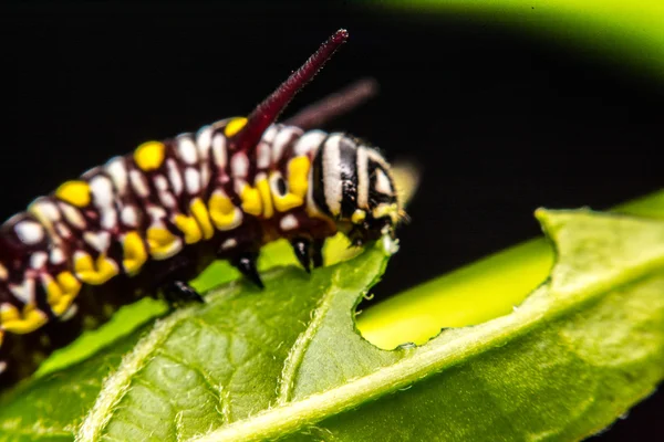 Hojas verdes Palabras clave animal —  Fotos de Stock