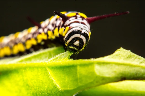 Hojas verdes Palabras clave animal —  Fotos de Stock