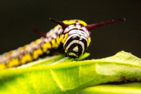 Hojas verdes Palabras clave animal —  Fotos de Stock