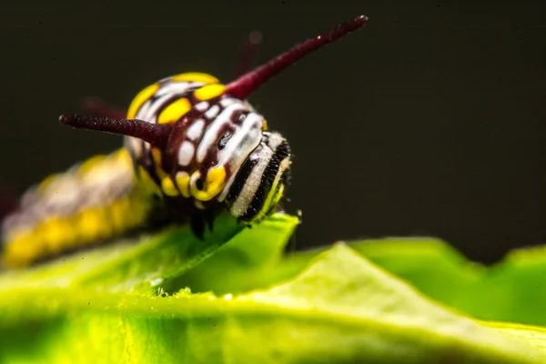 Hojas verdes Palabras clave animal —  Fotos de Stock