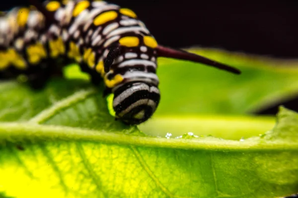 Feuilles vertes Mots clés animal — Photo