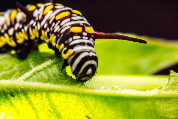 Gröna blad sökord djur — Stockfoto