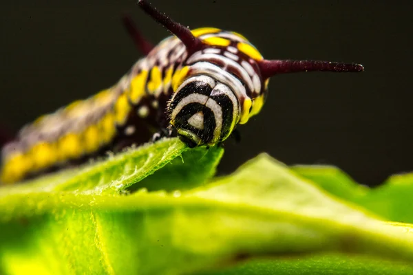 Groene bladeren trefwoorden dier — Stockfoto