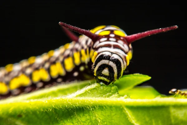 Gröna blad sökord djur — Stockfoto