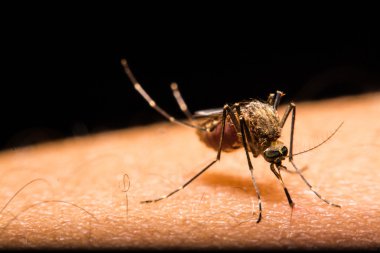 Kan emen bir sivrisineğin yakın çekimi.