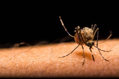 Kan emen bir sivrisineğin yakın çekimi.