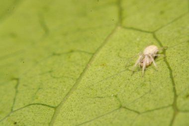 ürpertici örümcek