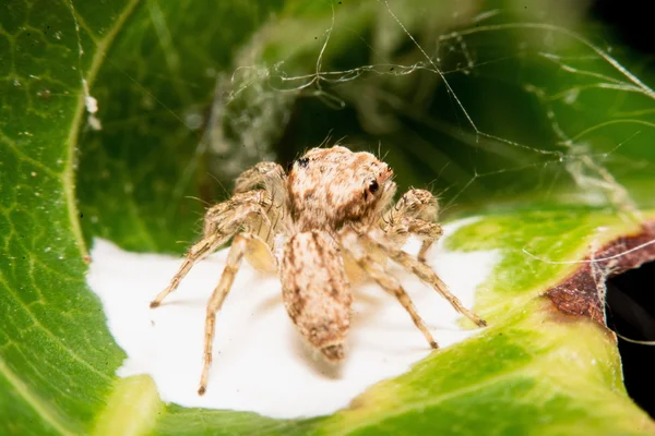 Aranha saltitante — Fotografia de Stock