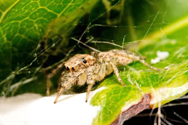 Aranha saltitante — Fotografia de Stock