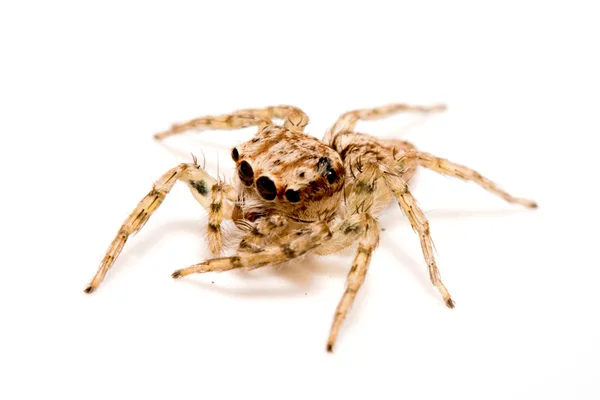 Araña saltarina sobre fondo blanco — Foto de Stock