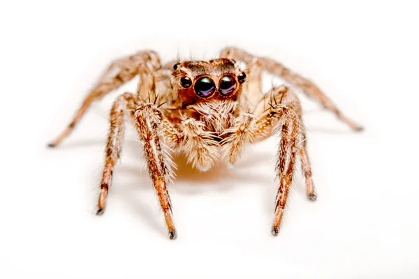 Springen Spinne auf weißem Hintergrund — Stockfoto