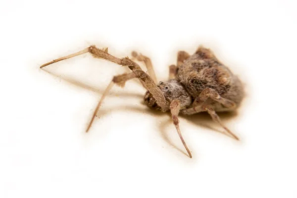 Creepy Spider — Stock Photo, Image