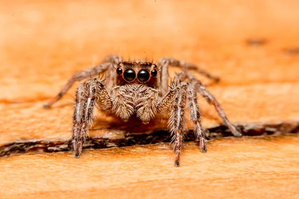 Aranha saltitante — Fotografia de Stock