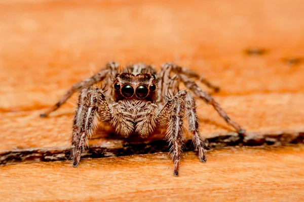 Araignée sauteuse — Photo