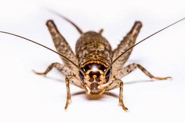 Beyaz bir arka plan üzerinde izole Gryllidae