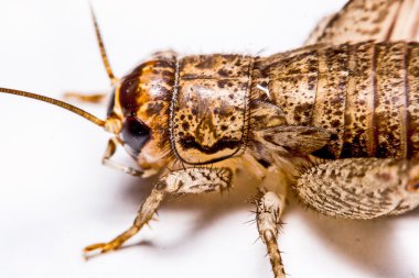 Beyaz bir arka plan üzerinde izole Gryllidae
