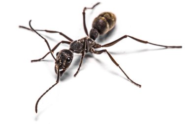 beyaz zemin üzerinde karınca closeup