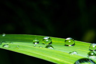 Su damlacıkları, süper makro ile taze yeşil yaprak
