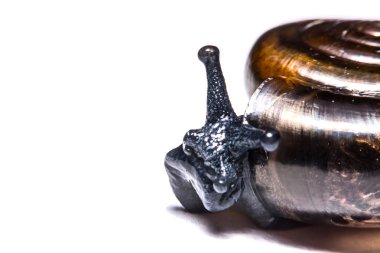 Makro, Bahçe salyangoz beyaz arka plan üzerinde kapat