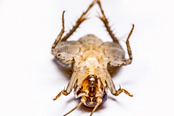 Gryllidae isolerad på en vit bakgrund — Stockfoto