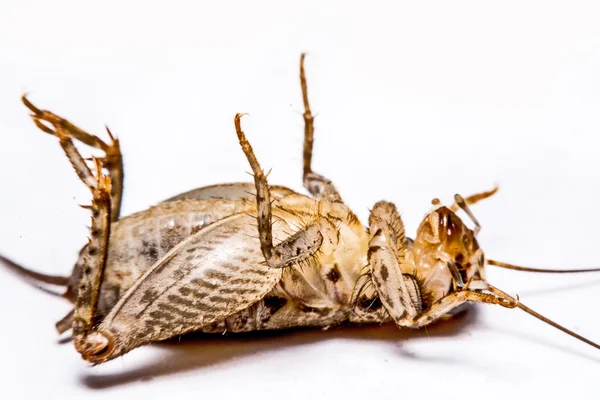 Gryllidae isolerad på en vit bakgrund — Stockfoto