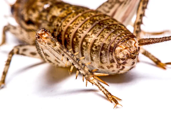 Gryllidae isolado sobre um fundo branco — Fotografia de Stock