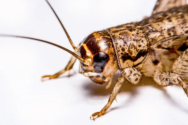 Gryllidae isolado sobre um fundo branco — Fotografia de Stock