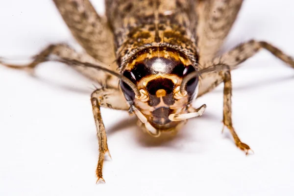 Gryllidae na białym tle na białym tle — Zdjęcie stockowe